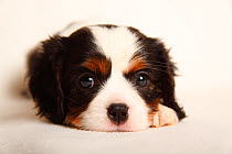 Cavalier King Charles Spaniel puppy, tricolour, 5 weeks.
