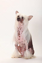 Chinese Crested Dog, hairless, bitch.
