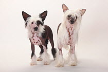 Chinese Crested Dog, hairless bitch with puppy, male, 4 months.