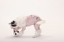 Chinese Crested Dog, hairless puppy, male, 9 weeks playing with ball.