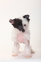 Chinese Crested Dog, hairless puppy, 9 weeks.