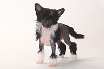 Chinese Crested Dog, hairless puppy, 9 weeks.