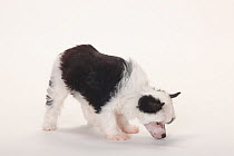 Chinese Crested Dog, powderpuff puppy, 9 weeks.
