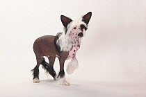 Chinese Crested Dog, hairless puppy, male, 4 months.