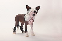 Chinese Crested Dog, hairless puppy, male, 4 months.