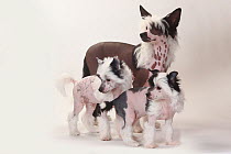 Chinese Crested Dogs, hairless puppies, 9 weeks and 4 months.