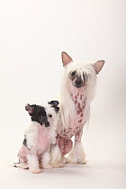 Chinese Crested Dogs, hairless bitch with puppy, 9 weeks.
