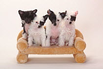 Chinese Crested Dogs, hairless and powderpuff, puppies, 9 weeks.