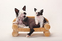 Chinese Crested Dogs, hairless and powderpuff puppies, 4 months and 9 weeks on small sofa.