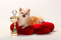 Chihuahua, longhaired with trophy, lying on red cushion.