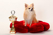 Chihuahua, longhaired, with trophy sitting on red cushion.