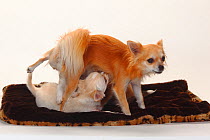 Chihuahua, longhaired bitch nursing puppies, 12 weeks on cushion.