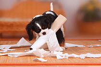 Cavalier King Charles Spaniel. puppy, tricolour, 9 weeks, destroying roll of paper.