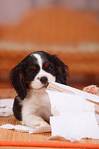 Cavalier King Charles Spaniel puppy, tricolour, 9 weeks, destroying roll of paper.