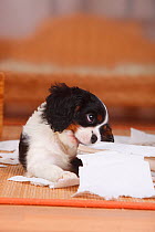 Cavalier King Charles Spaniel puppy, tricolour, 9 weeks, destroying roll of paper.