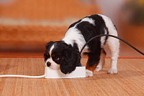 Cavalier King Charles Spaniel puppy, tricolour, 9 weeks, playing with electrical extension lead.