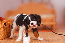 Cavalier King Charles Spaniel puppy, tricolour, 9 weeks, biting electrical wire.