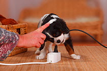 Cavalier King Charles Spaniel, puppy, tricolour, 9 weeks, biting wire of an electrical extension.