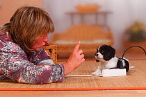 Woman and Cavalier King Charles Spaniel puppy tricolour, 9 weeks, being told not to bite wires.