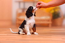 Cavalier King Charles Spaniel puppy, tricolour, 10 weeks, being fed a treat.