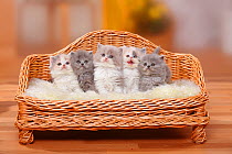 British Longhair kittens; Highlander / Lowlander / Britannica. Five sitting in miniature arm sofa bed
