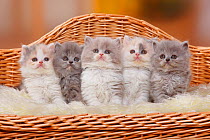 British Longhair kittens / Highlander, Lowlander / Britannica. Five sitting in miniature sofa bed