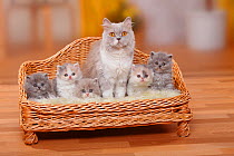 British Longhair Cat and kittens; Highlander / Lowlander / Britannica. Mother and five kittens sitting in miniature sofa bed