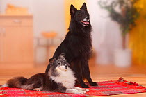 Sheltie / Shetland Sheepdog, and Groenendael / Belgian Shepherd Dog.