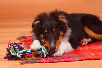 Sheltie / Shetland Sheepdog puppy, 4 1/2 months, with toy.