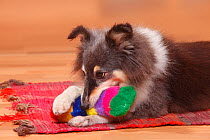 Sheltie / Shetland Sheepdog playing with toy.