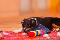 Sheltie / Shetland Sheepdog puppy, 4 1/2 months, chewing on slipper and destroying toy.