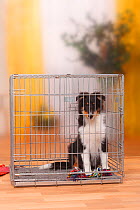 Sheltie / Shetland Sheepdog puppy, 4 1/2 months, in cage.