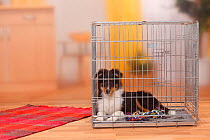 Sheltie / Shetland Sheepdog puppy, 4 1/2 months, in cage.
