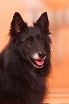 Groenendael / Belgian Shepherd Dog portrait.