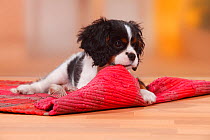 Cavalier King Charles Spaniel puppy, tricolour, 13 weeks, chewing at carpet.