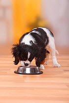 Cavalier King Charles Spaniel puppy, tricolour, 13 weeks, eating from bowl.