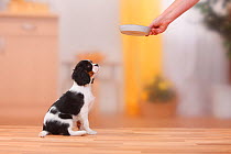 Cavalier King Charles Spaniel puppy, tricolour, 13 weeks, awaiting food in a bowl.