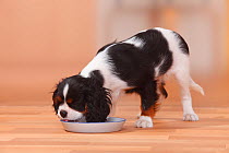 Cavalier King Charles Spaniel puppy, tricolour, 13 weeks, eating from bowl.