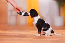Cavalier King Charles Spaniel, puppy, tricolour, 13 weeks, being offered bowl of food.
