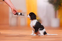 Cavalier King Charles Spaniel, puppy, tricolour, 13 weeks, being offered food in bowl.