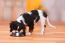 Cavalier King Charles Spaniel, puppy, tricolour, 13 weeks, eating from bowl.