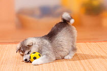 Alaskan Malamute puppy, 6 weeks, playing with ball.