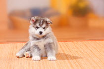 Alaskan Malamute, puppy, 6 weeks.