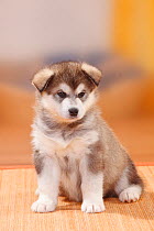 Alaskan Malamute puppy, 6 weeks.