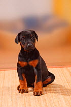 Dobermann Pinscher puppy, 5 weeks.