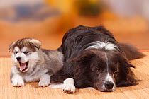 Border Collie, blue, and Alaskan Malamute puppy, 6 weeks.