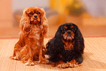 Cavalier King Charles Spaniels, ruby and black-and-tan.