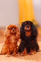 Cavalier King Charles Spaniels, ruby and black-and-tan.