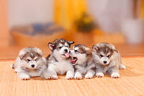 Alaskan Malamutes puppies, 6 weeks.
