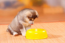 Alaskan Malamute puppy, sitting by bowl.